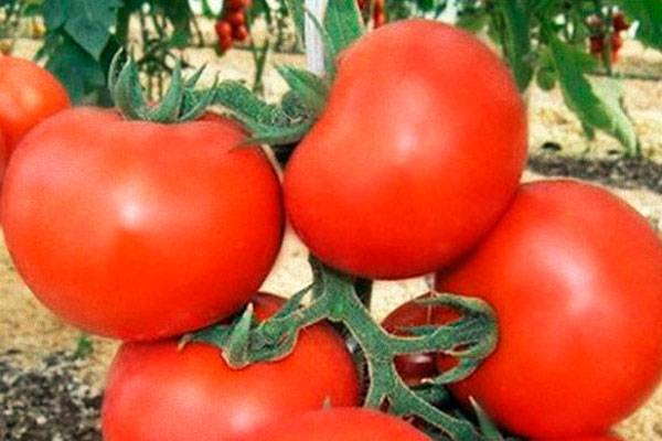 Tomato Katya: reviews, photos, yield