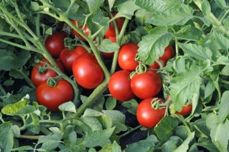 Tomato Katya: reviews, photos, yield