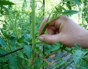 Tomato Katya: reviews, photos, yield