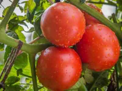 Tomato Katya: reviews, photos, yield