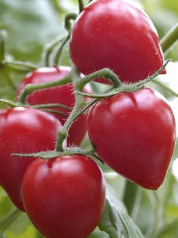 Tomato Kemerovets: reviews, photos, yield