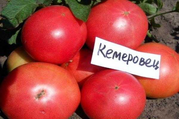 Tomato Kemerovets: reviews, photos, yield