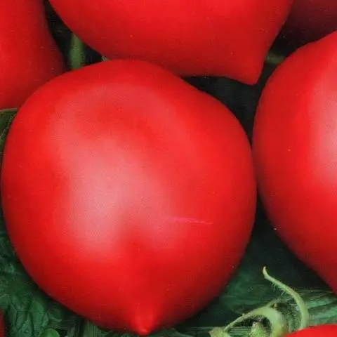 Tomato Khali-gali: reviews, photos, yield