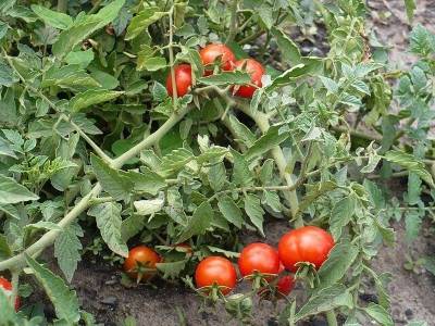 Tomato Khlynovsky F1: reviews, photos