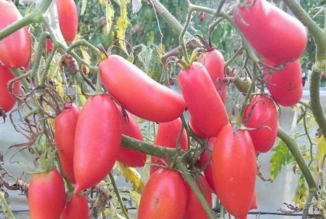 Tomato Khokhloma: reviews, photos