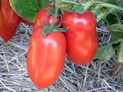 Tomato Kibits: variety description, photos, reviews