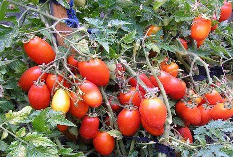 Tomato Kibits: variety description, photos, reviews