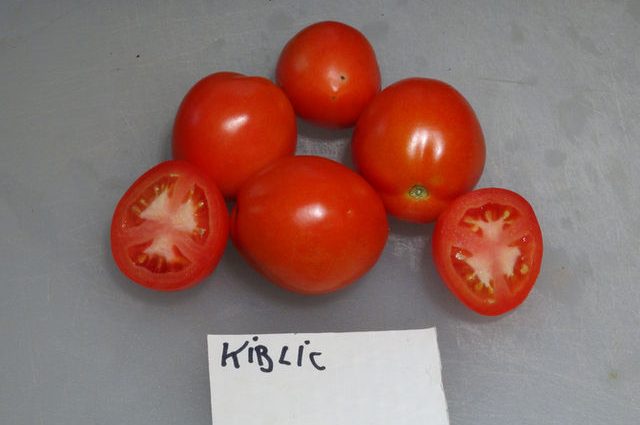 Tomato Kibits: variety description, photos, reviews