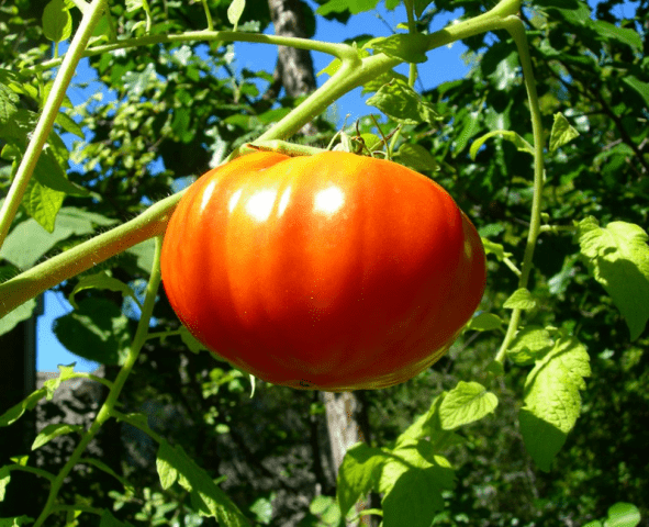 Tomato King of Kings: reviews, photos, yield