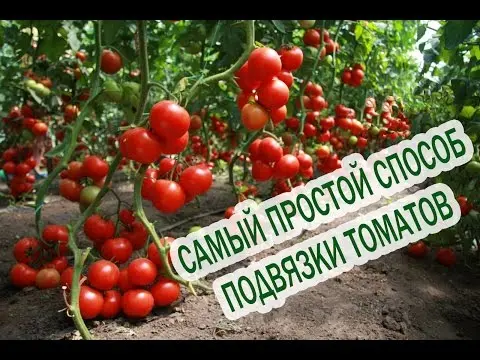 Tomato King of Siberia: reviews, photos, yield