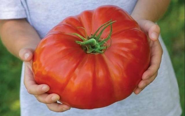 Tomato King of the Giants: reviews, photos, yield