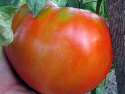 Tomato King of the Giants: reviews, photos, yield