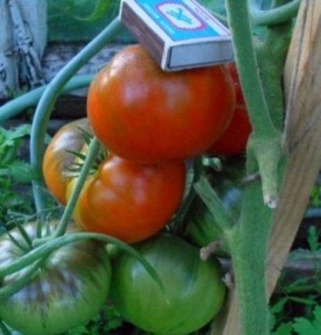 Tomato King of the Giants: reviews, photos, yield