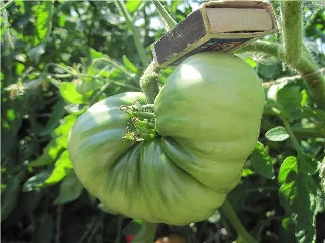 Tomato King of the Giants: reviews, photos, yield