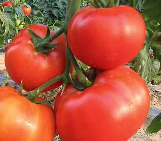 Tomato King of the Giants: reviews, photos, yield