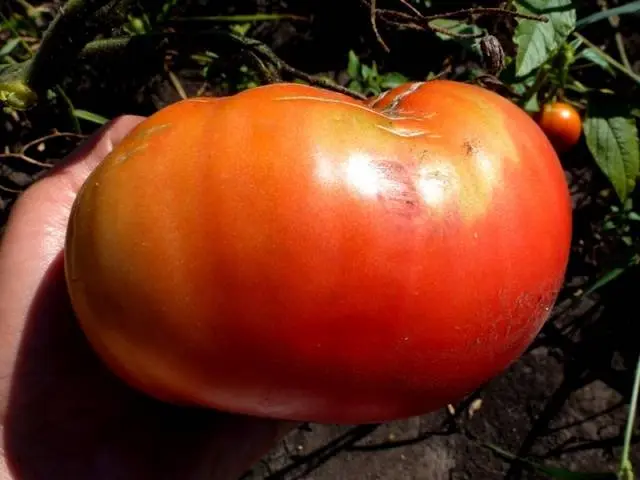 Tomato King of the Giants: reviews, photos, yield