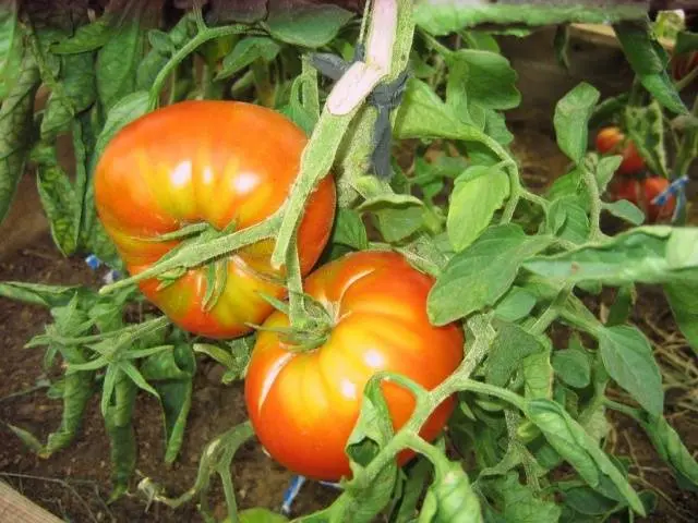 Tomato King of the Giants: reviews, photos, yield