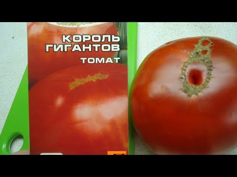 Tomato King of the Giants: reviews, photos, yield