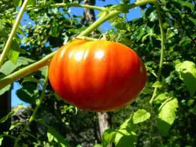 Tomato King of the Giants: reviews, photos, yield