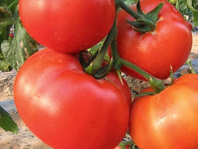 Tomato King of the market: reviews, photos