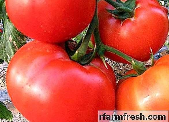 Tomato King of the market: reviews, photos