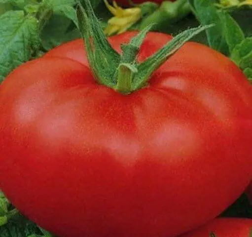 Tomato King of the market: reviews, photos