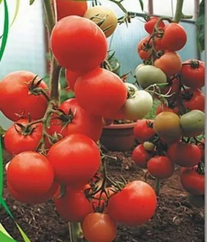 Tomato Kirzhach: reviews, photos, yield