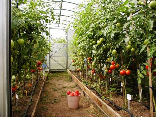 Tomato Kirzhach: reviews, photos, yield