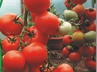 Tomato Kirzhach: reviews, photos, yield