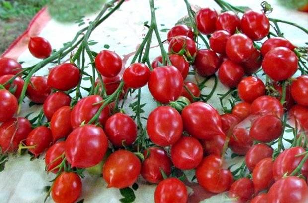 Tomato Kiss of geranium: characteristics and description of the variety