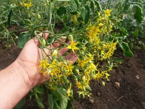 Tomato Kiss of geranium: characteristics and description of the variety