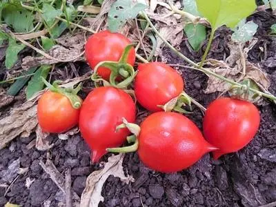 Tomato Kiss of geranium: characteristics and description of the variety