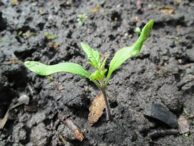 Tomato Kiss of geranium: characteristics and description of the variety