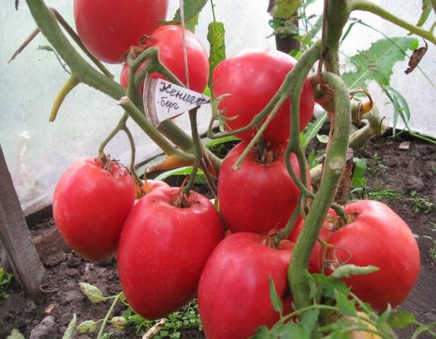 Tomato Koenigsberg: characteristics and description of the variety