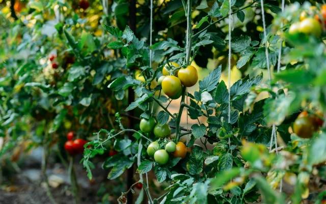 Tomato Koenigsberg: characteristics and description of the variety