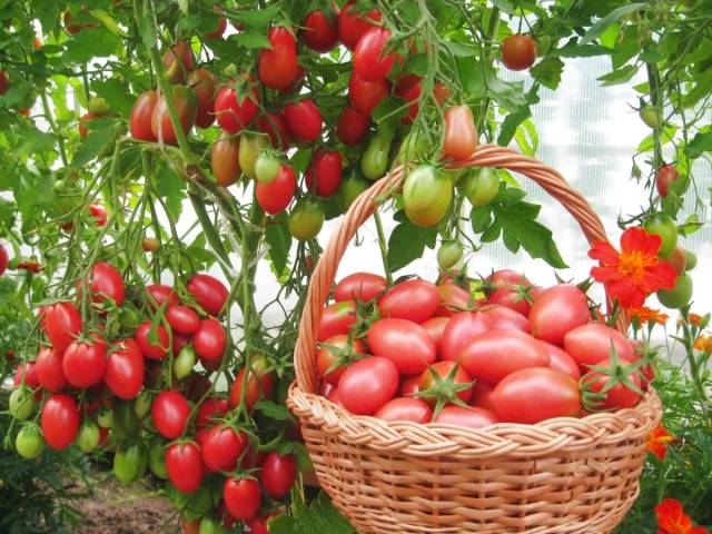 Tomato Koenigsberg: characteristics and description of the variety