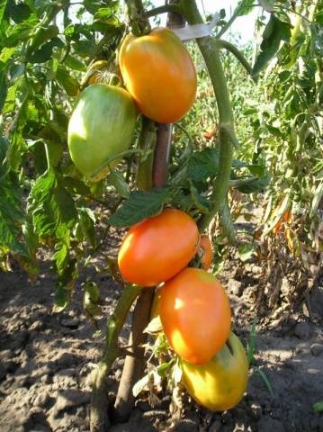 Tomato Koenigsberg: characteristics and description of the variety