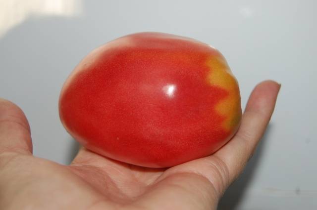 Tomato Koenigsberg: characteristics and description of the variety