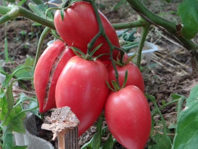 Tomato Koenigsberg: characteristics and description of the variety