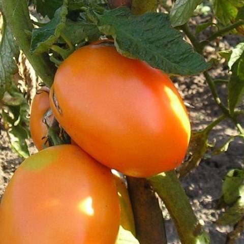 Tomato Koenigsberg: characteristics and description of the variety