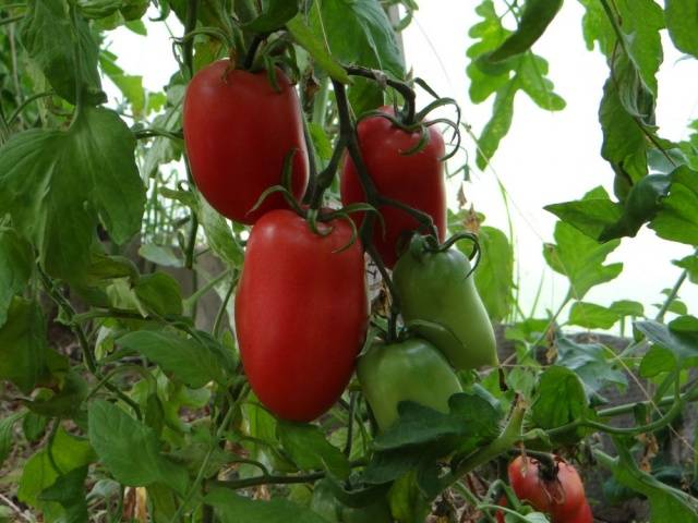 Tomato Koenigsberg: characteristics and description of the variety