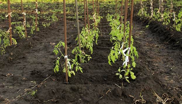 Tomato Koenigsberg: characteristics and description of the variety