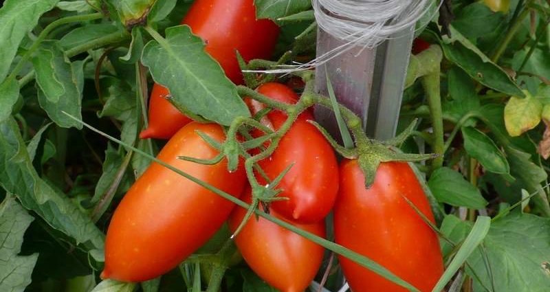 Tomato Koenigsberg: characteristics and description of the variety