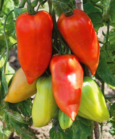 Tomato Kornabel F1 (Dulce): reviews, characteristics and description of the variety