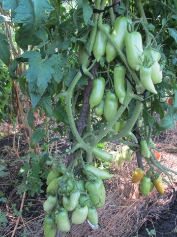 Tomato Kornabel F1 (Dulce): reviews, characteristics and description of the variety