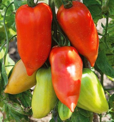 Tomato Kornabel F1 (Dulce): reviews, characteristics and description of the variety