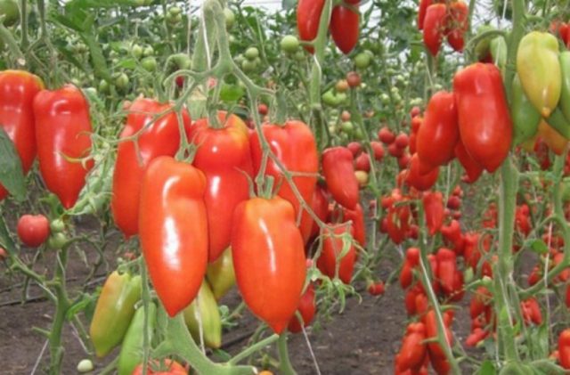 Tomato Kornabel F1 (Dulce): reviews, characteristics and description of the variety