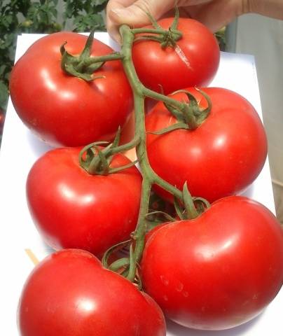 Tomato Kostroma F1: reviews, photos, yield