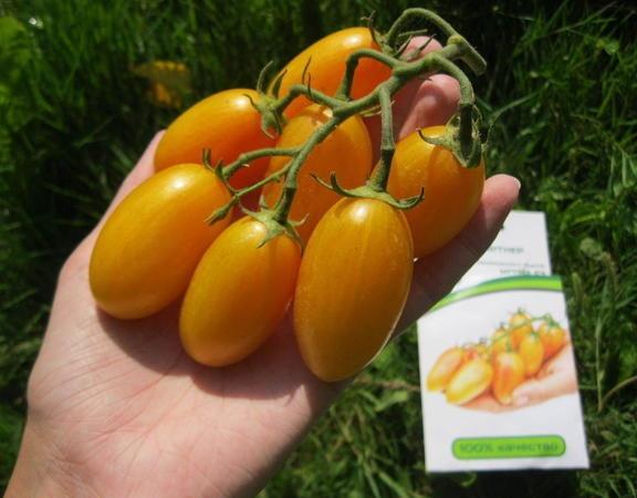 Tomato Kotya: characteristics and description of the variety