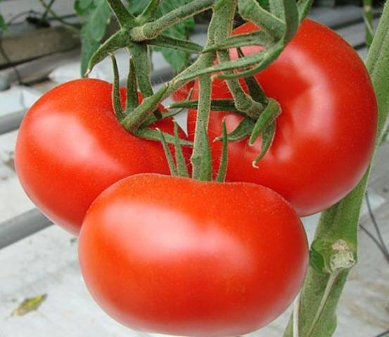 Tomato Krasnobay: characteristics and description of the variety